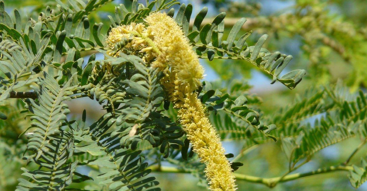 flores de algaroba