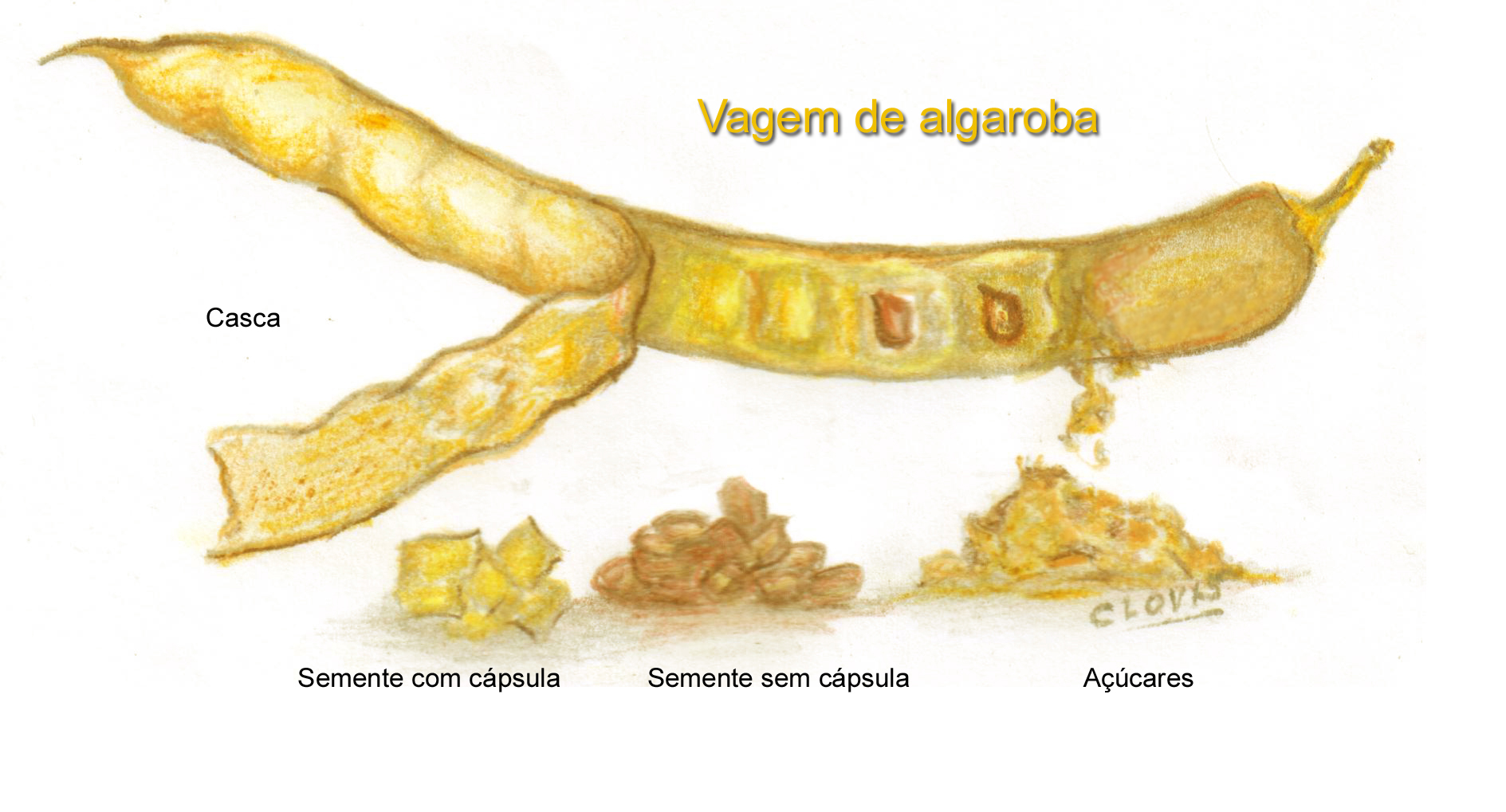 caracterização da vagem de algaroba.jpg