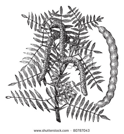 Desenho Algaroba