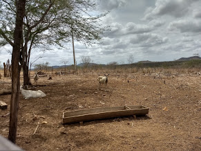 Animais na sombra da algaroba