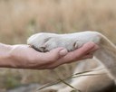 NÚCLEO DE JUSTIÇA ANIMAL DA UFPB REALIZARÁ VI SEMINÁRIO PARAIBANO DE DIREITO ANIMAL